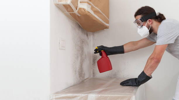 Professional Basement Mold Removal technician working in Dorr, MI