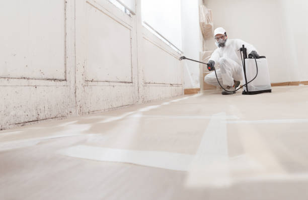 24/7 Emergency Basement Mold Removal experts in Dorr, MI