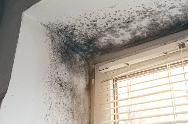 Affordable Basement Mold Removal solutions in Dorr, MI