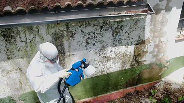 Top rated local Basement Mold Removal specialists in Dorr, MI